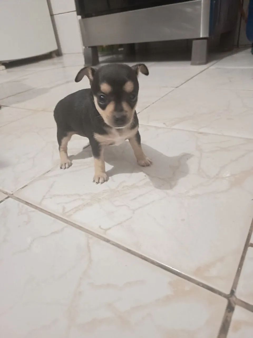 Pinscher  - Foto 2