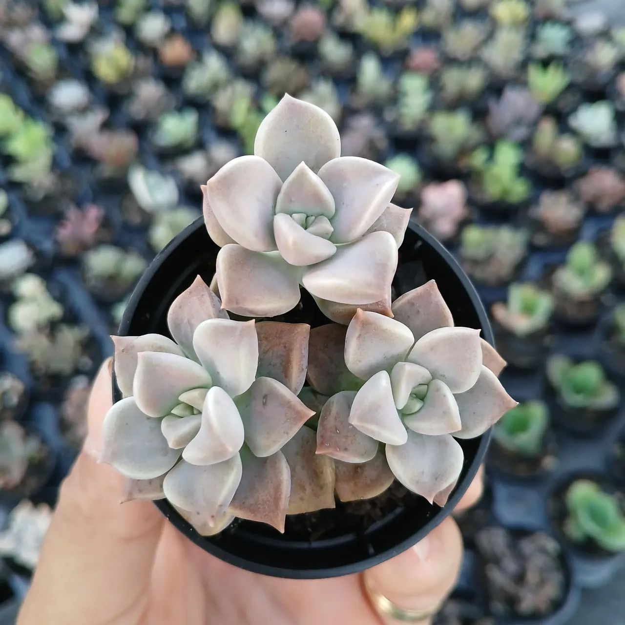 Suculentas e Cactos a partir de 2 reais - Foto 2