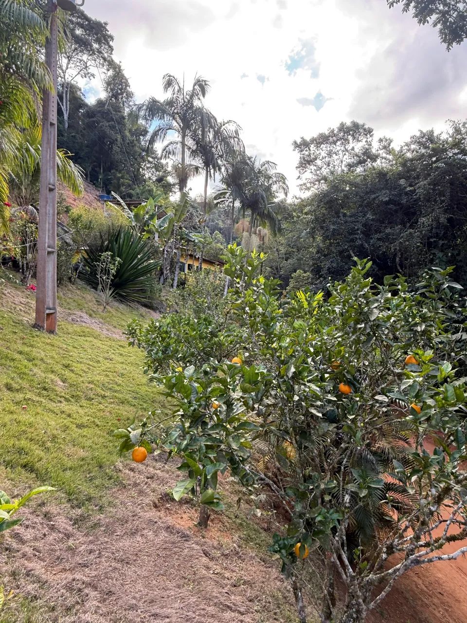 SÍTIO SANTA LEOPOLDINA - OPORTUNIDADE  - Foto 5