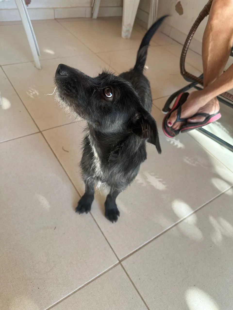 Cachorro - Foto 2