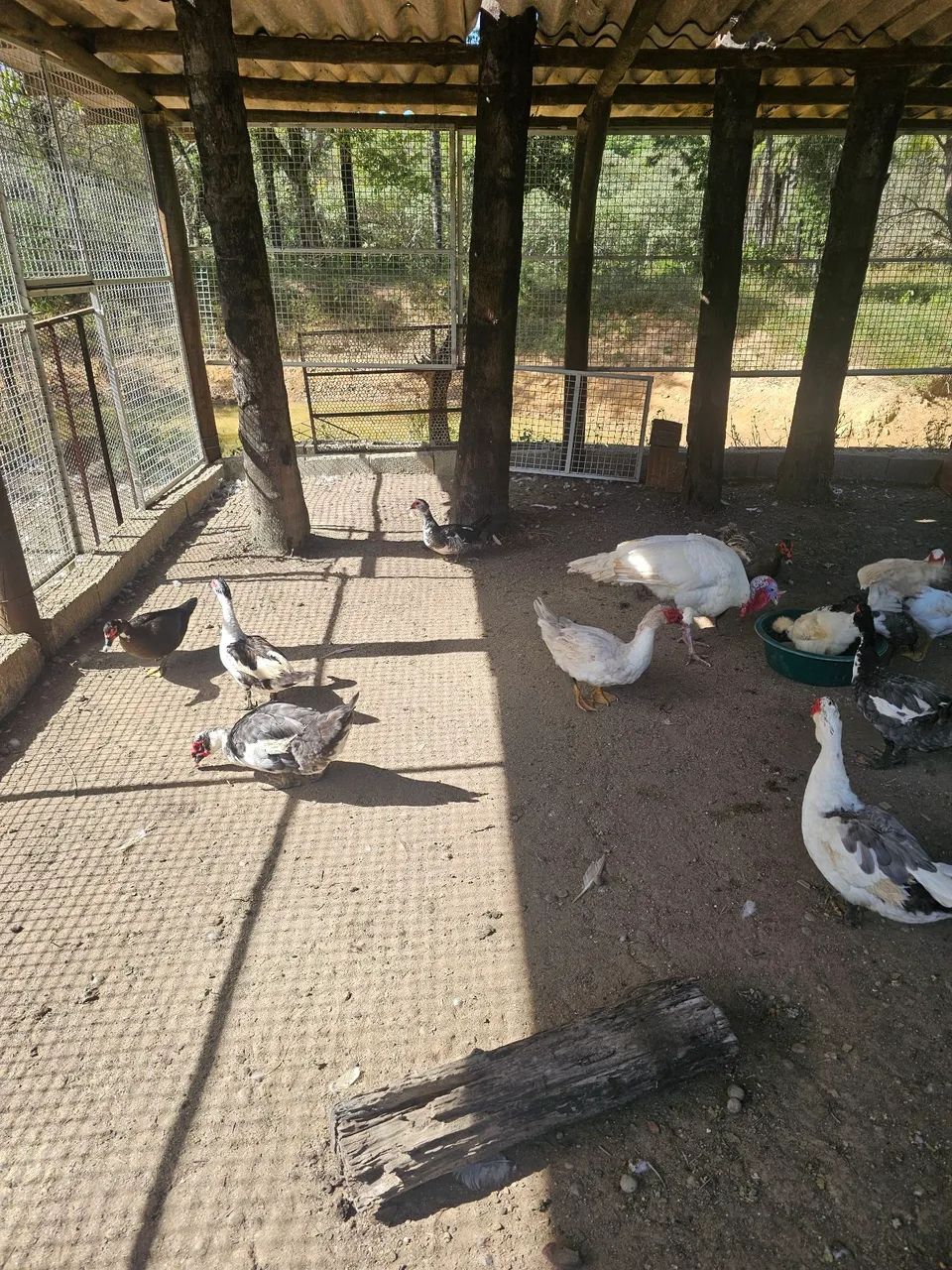 Patos e Patas  - Foto 2
