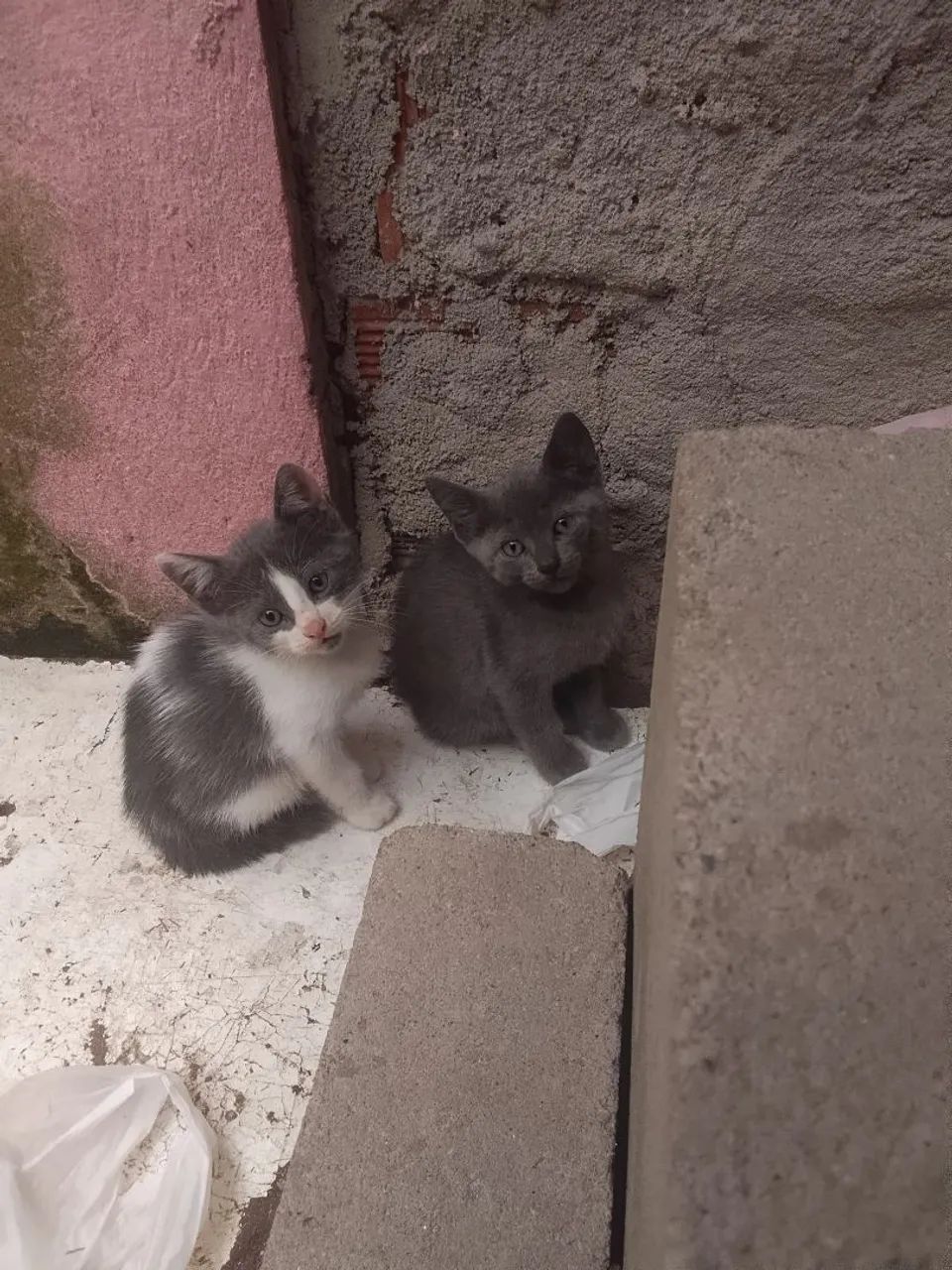 Filhotes de gato - Foto 4