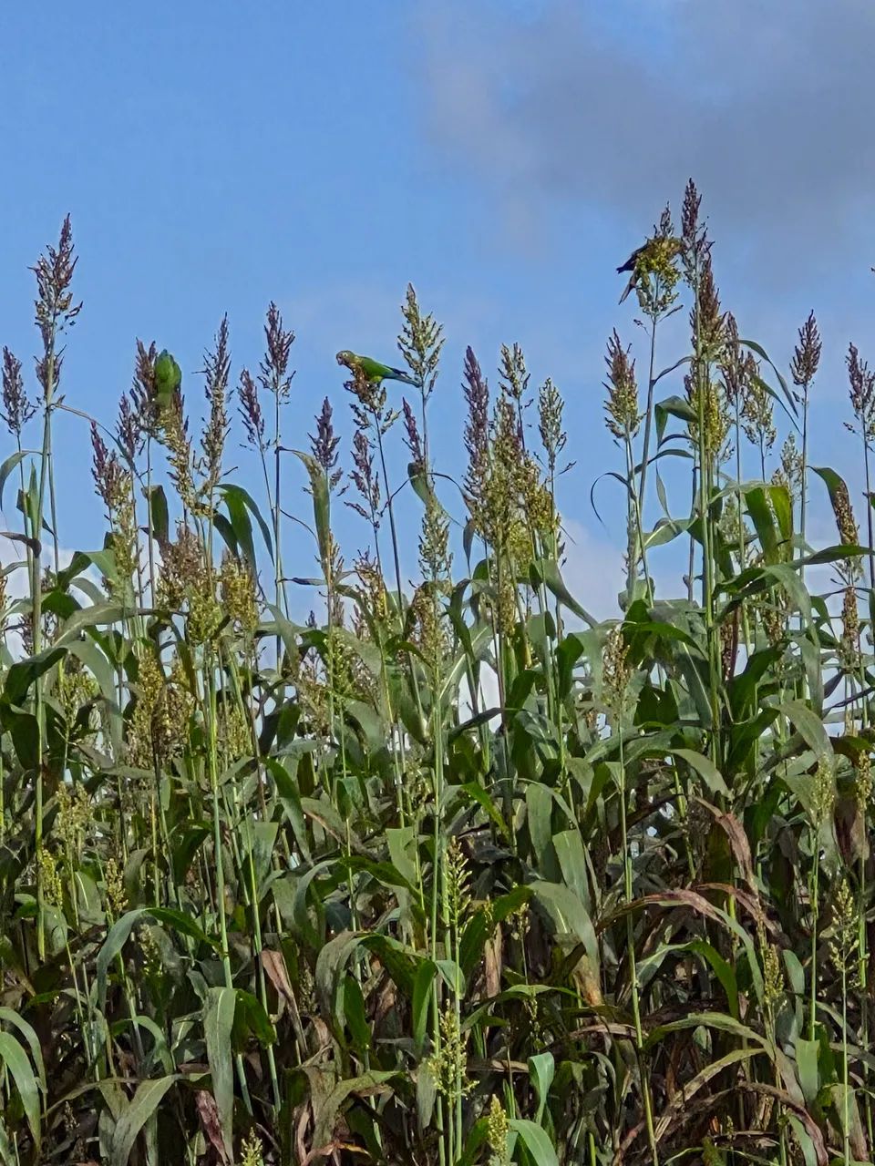 Silagem de milho e sorgo. - Foto 4