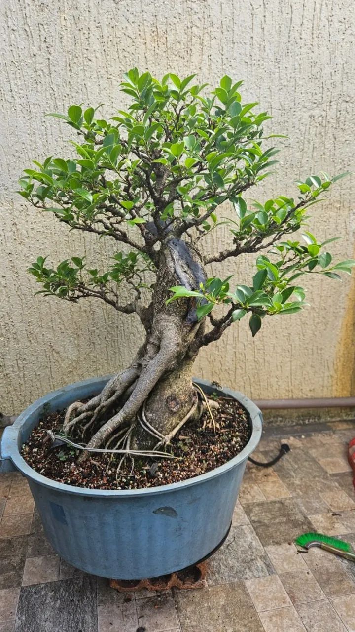 Pré-bonsai Ficus Benjamina (Bonsai do Campo) - Jardinagem e