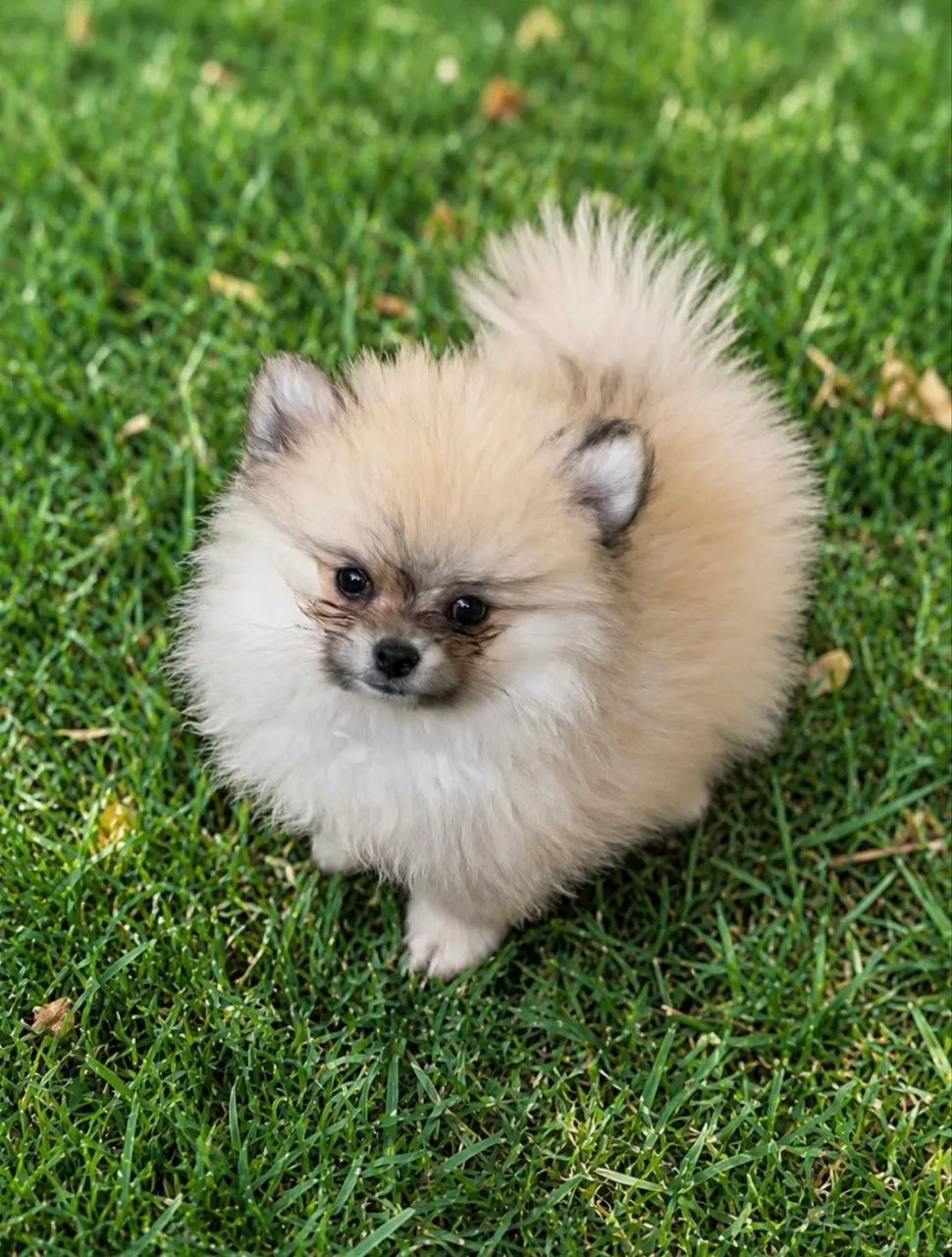 Spitz alemão anão Macho