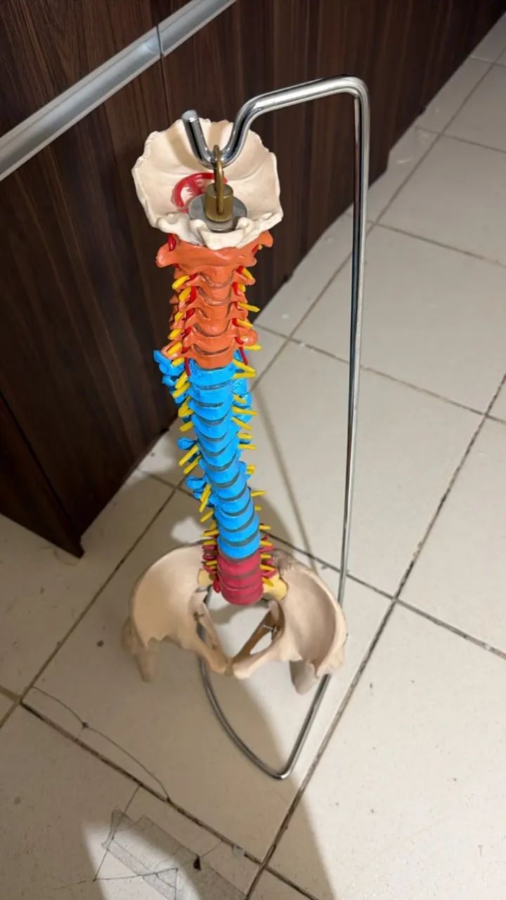 COLUNA VERTEBRAL ANATOMIC