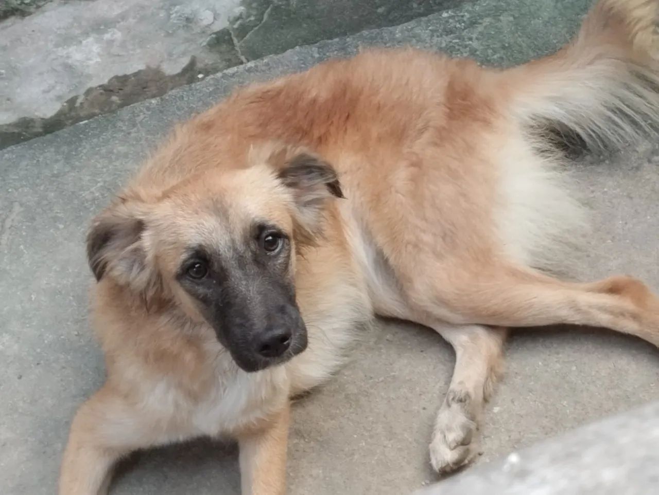 Doação responsavel! - Foto 4
