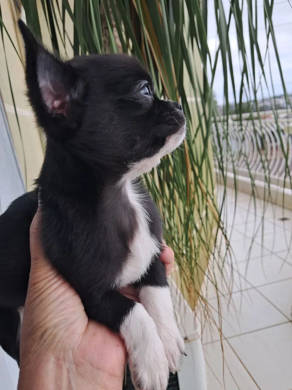 Chihuahua  - Foto 2