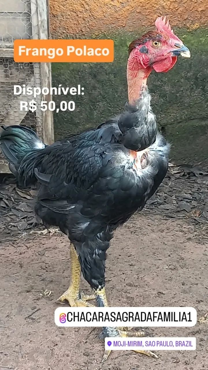 Frango Caipira Polaco - Foto 3