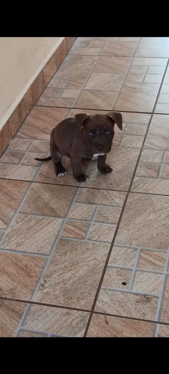 Pitbull - Foto 2