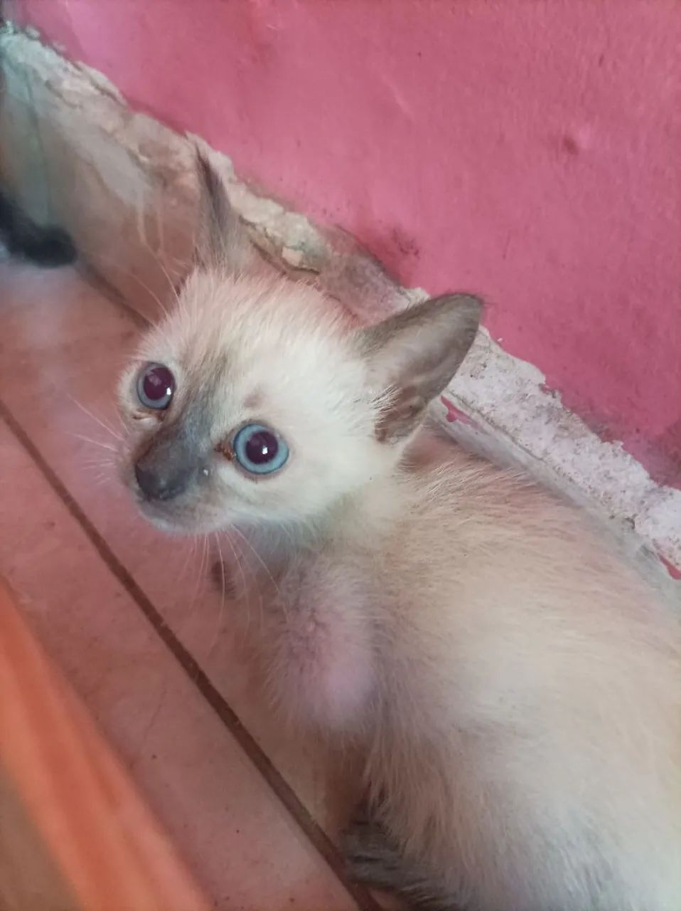 Doação de 2 Filhotes de Gatos - Foto 2