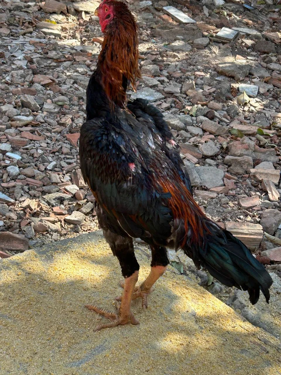 Frango Carioca 