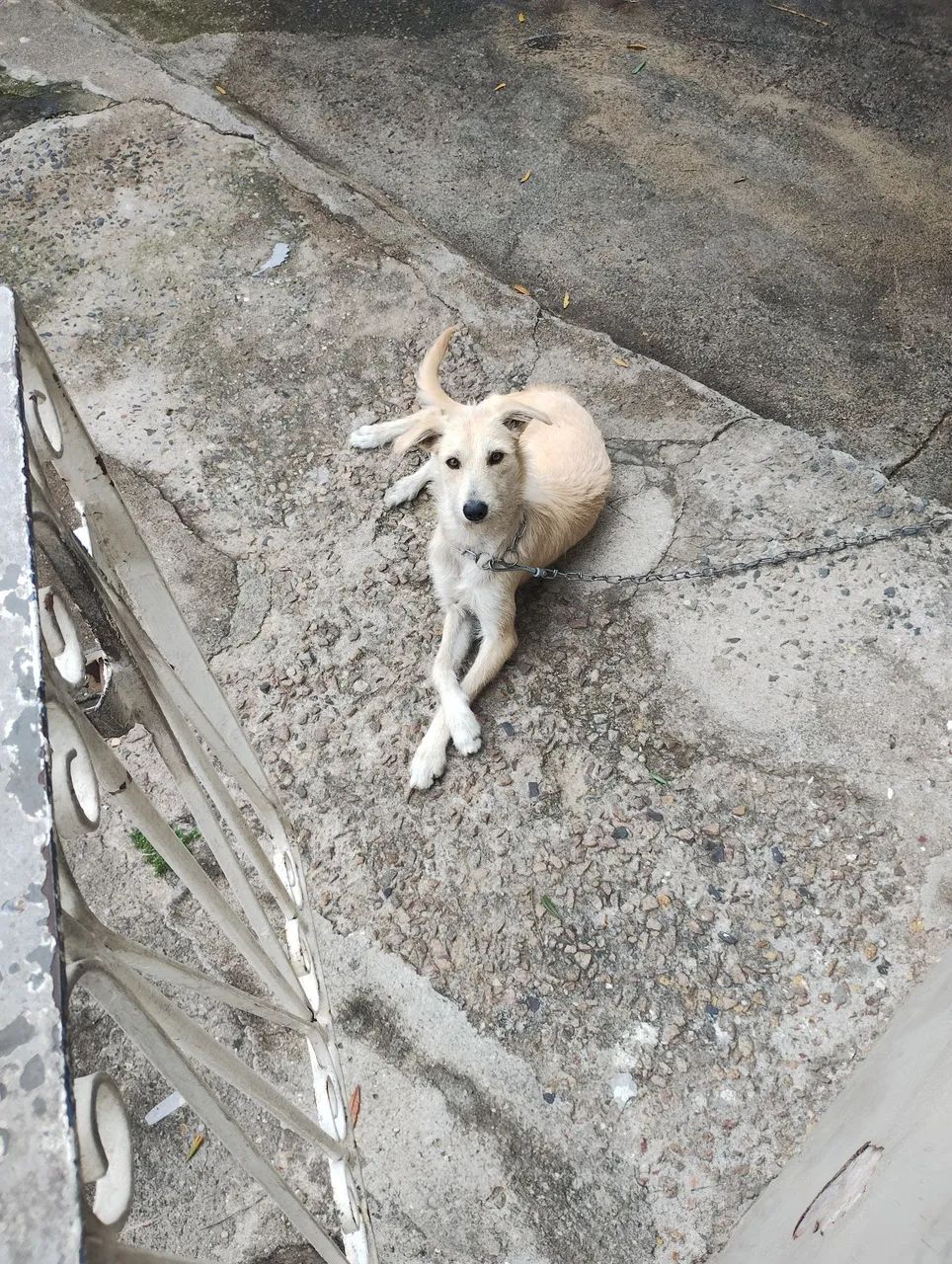doação cachorra  - Foto 2