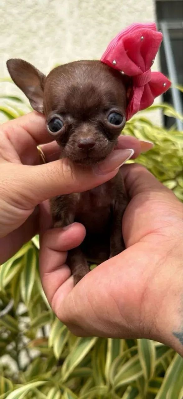 Chihuaha fêmea micro pelo curto Pedigree cbkc 