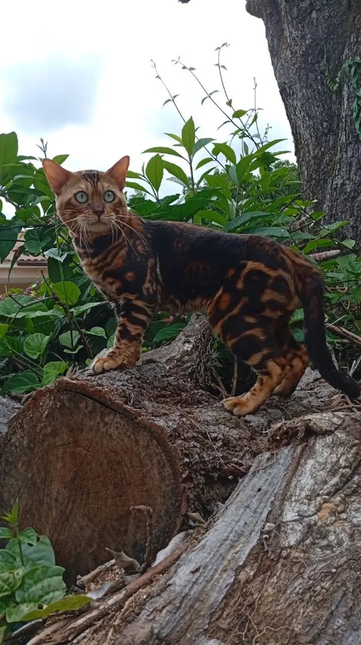 Gato Bengal macho