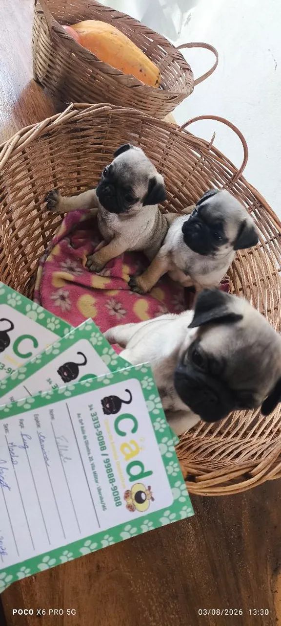 Pugs fêmeas  - Foto 2