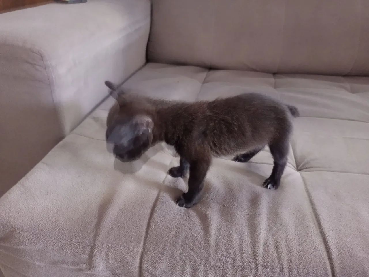 Cachorro pequenininho - Foto 4