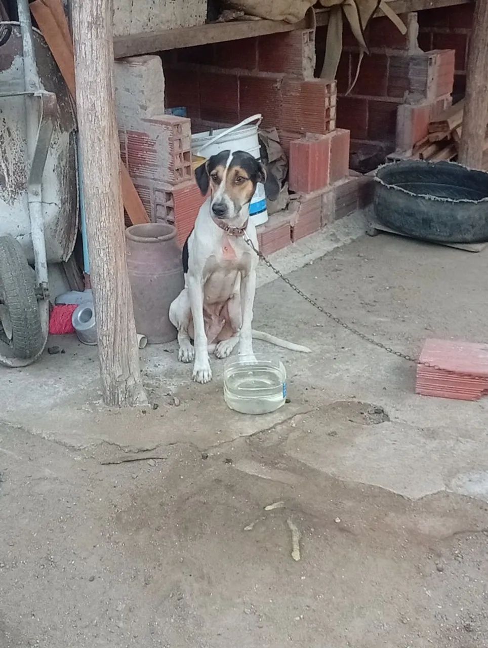 Americano de caça  - Foto 2