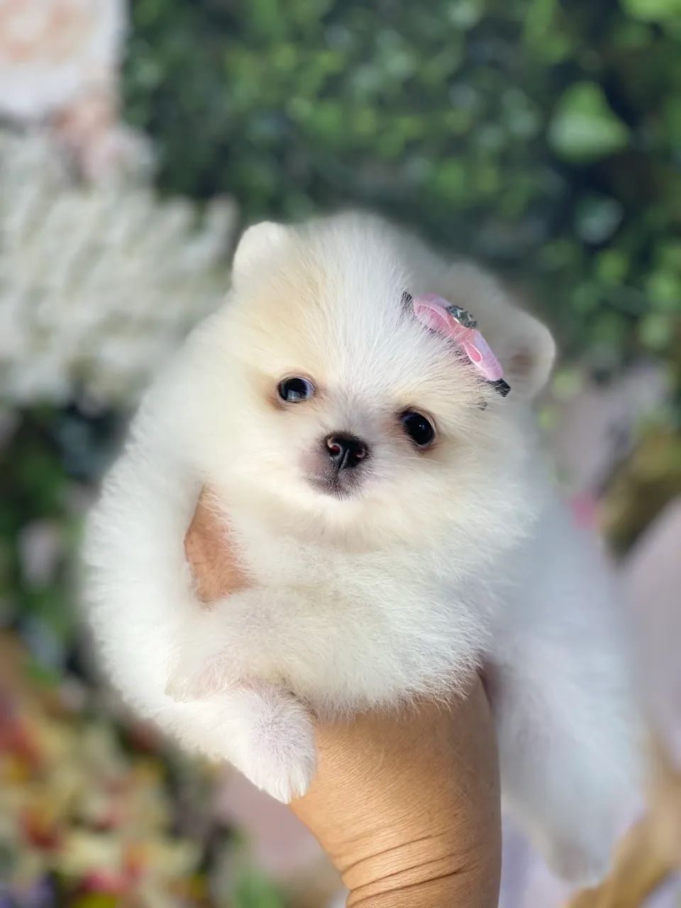 Spitz Alemão com pedigree 