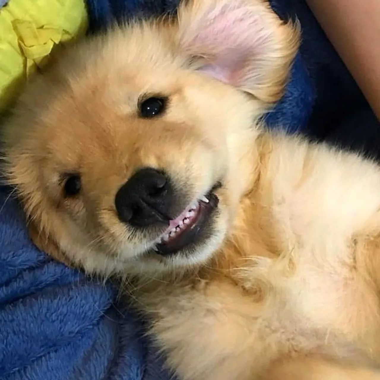 Golden Retriever 
