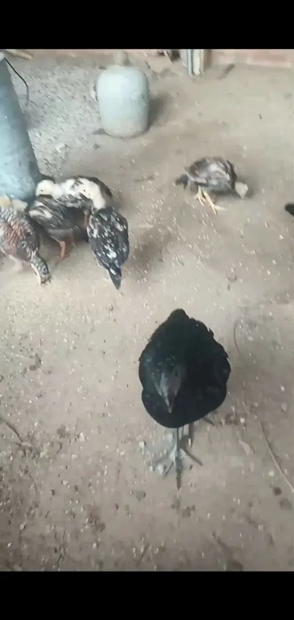 Franguinho caipira  - Foto 2