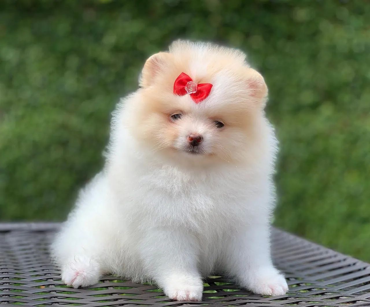Spitz Alemão/ Lulu da Pomerânia  - Foto 2
