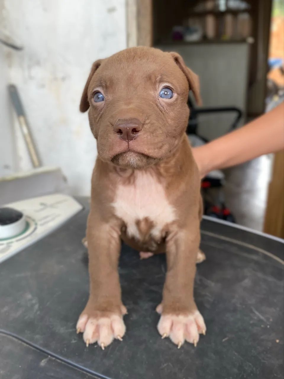 Filhote de pitbull macho 