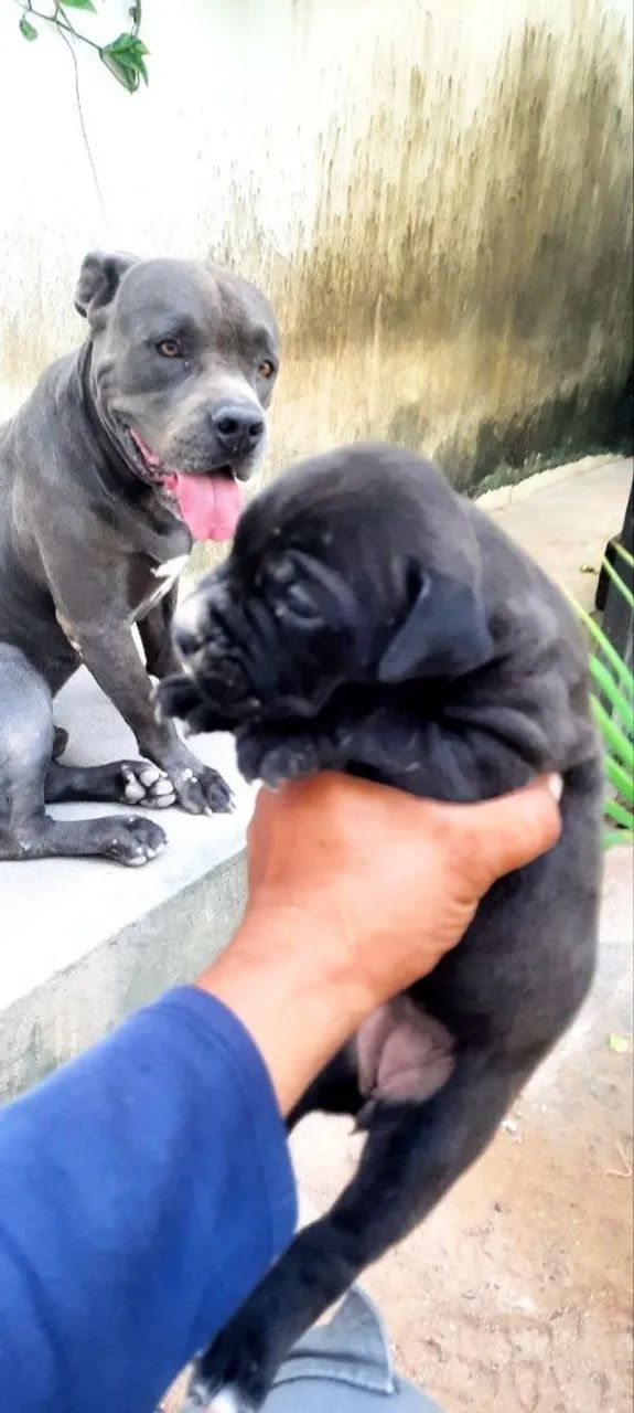Pit Bull filhote - Foto 4
