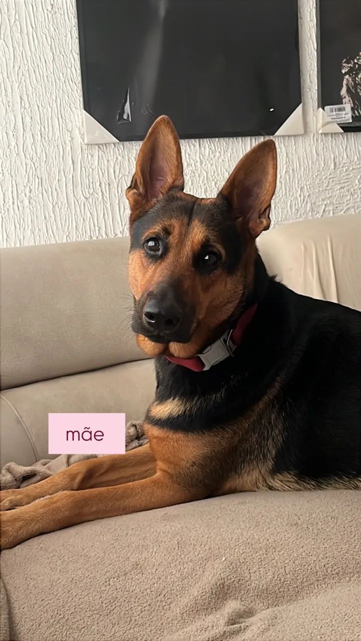 FILHOTES DE CAPA PRETA COM MALINOIS - Foto 4