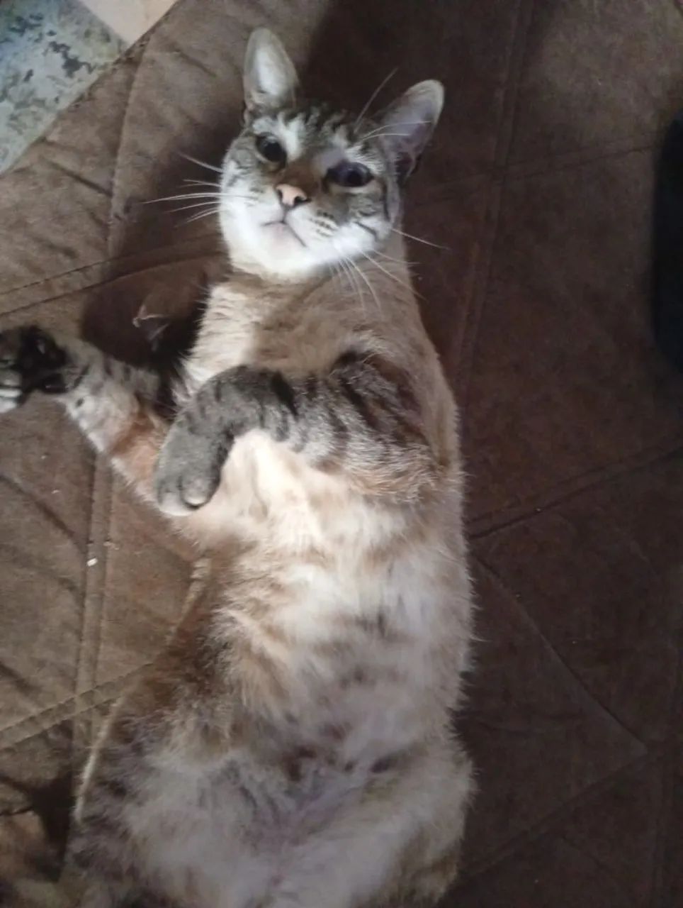 gato macho  - Foto 3