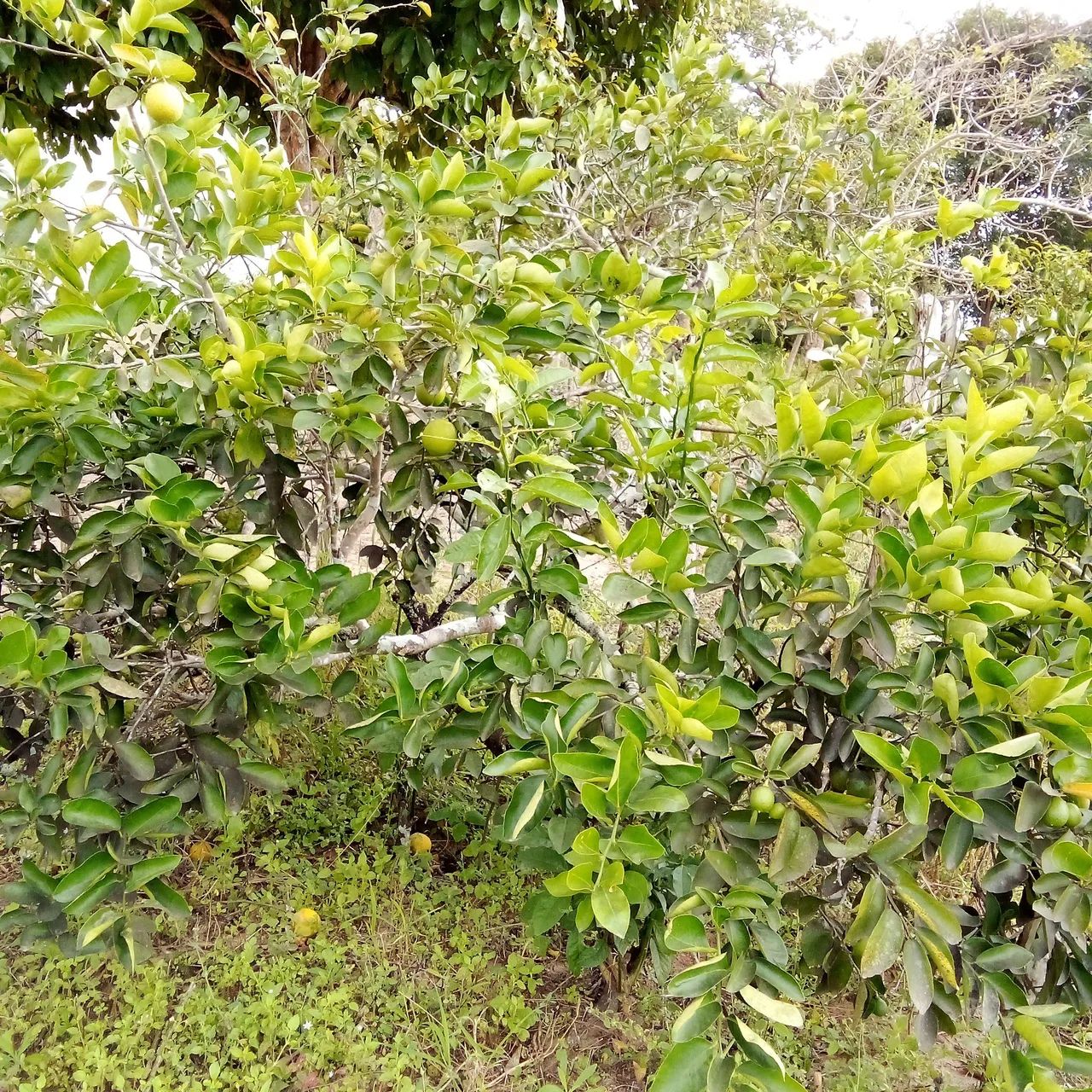 Chacara em Riachão do poço  - Foto 5