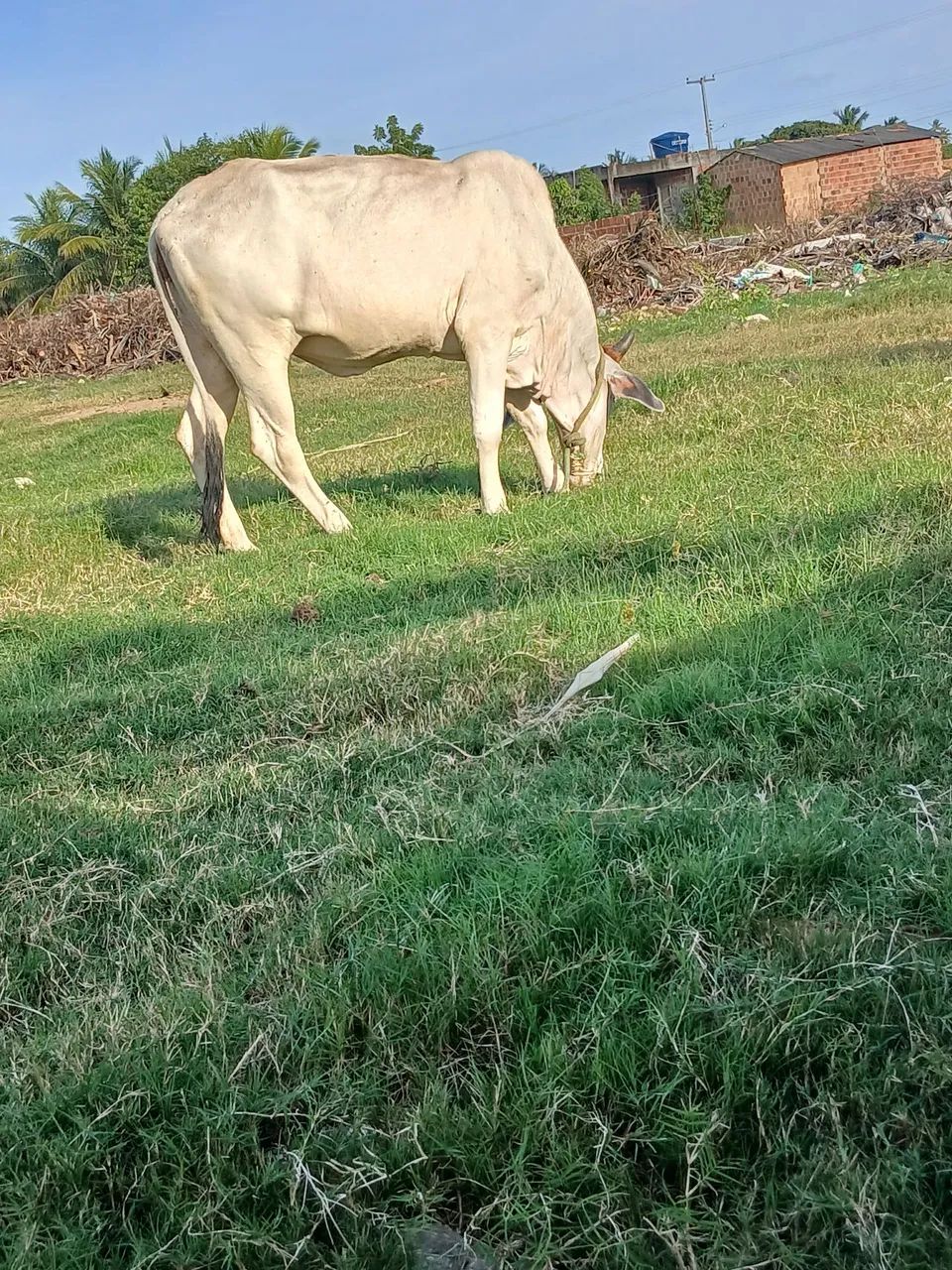 Vendo lote de gado!!