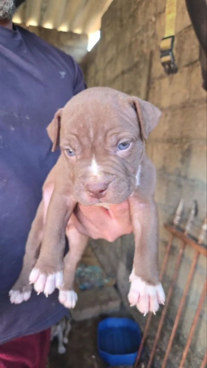 American Bully/ / Pit monster  - Foto 5