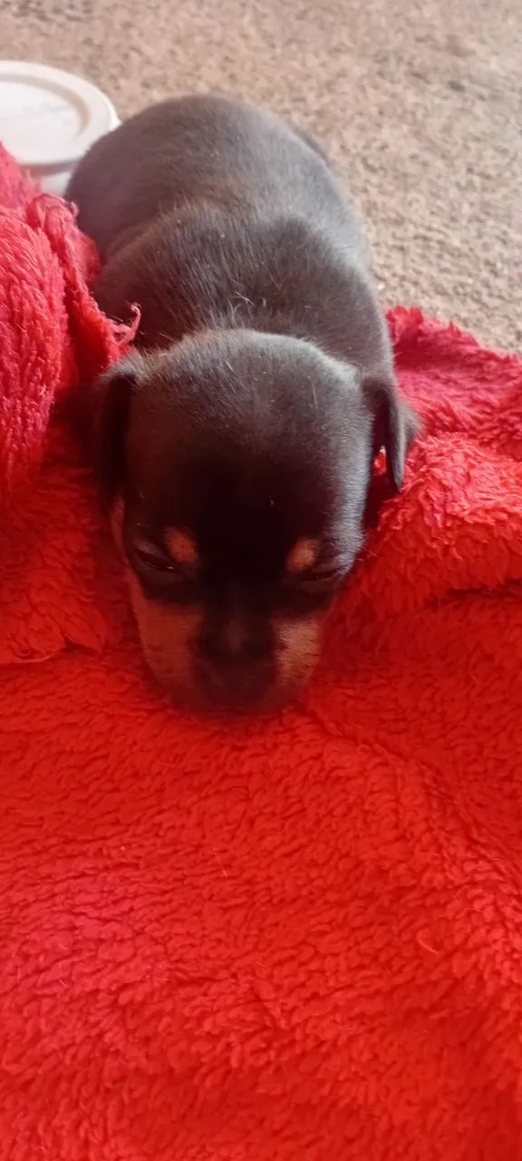 Filhote de Pinscher 1 - Foto 2