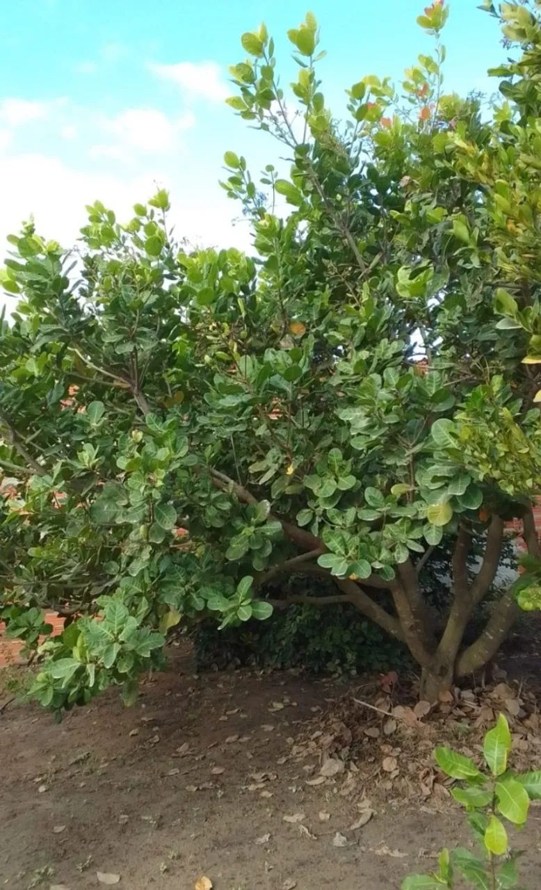Terreno de Chácara  - Foto 3