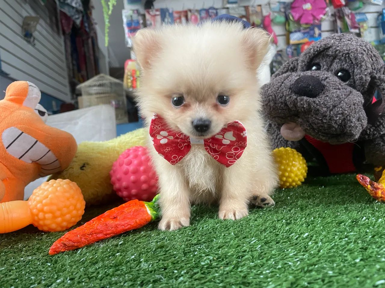 Spitz alemão macho!! - Foto 4