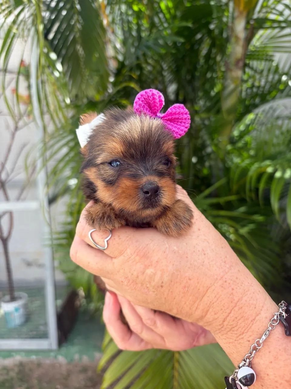 Yorkshire terrier disponível 