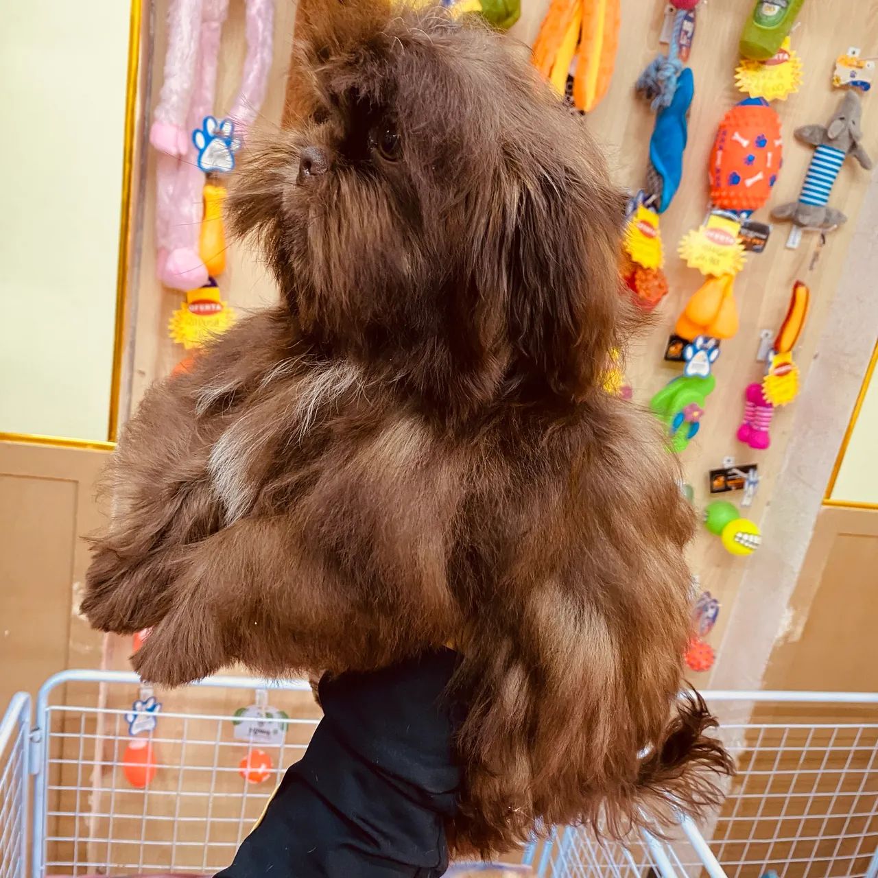 Shihtzu Chocolate  - Foto 5