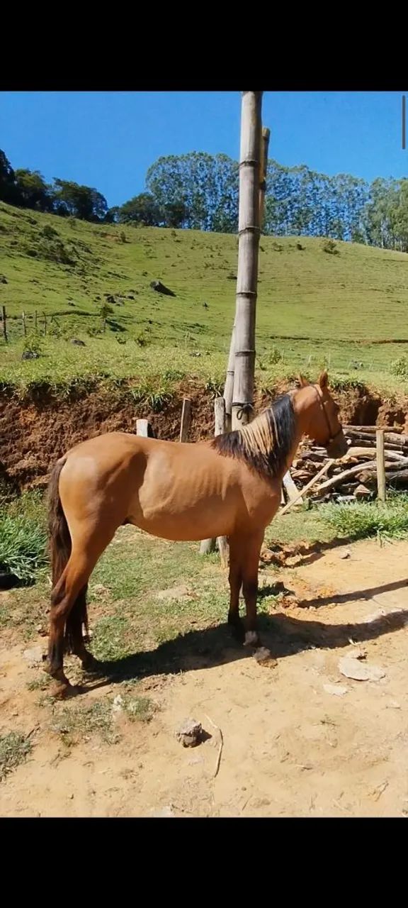 Potro baio diferenciado  - Foto 4