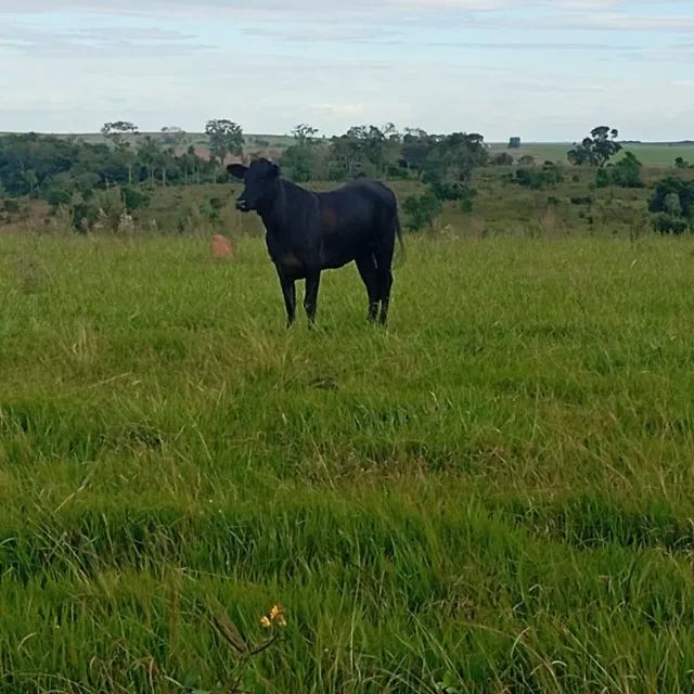 Fazenda em Amambai-MS