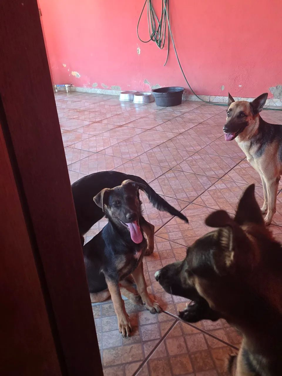 Cachorro pastor alemão  - Foto 2