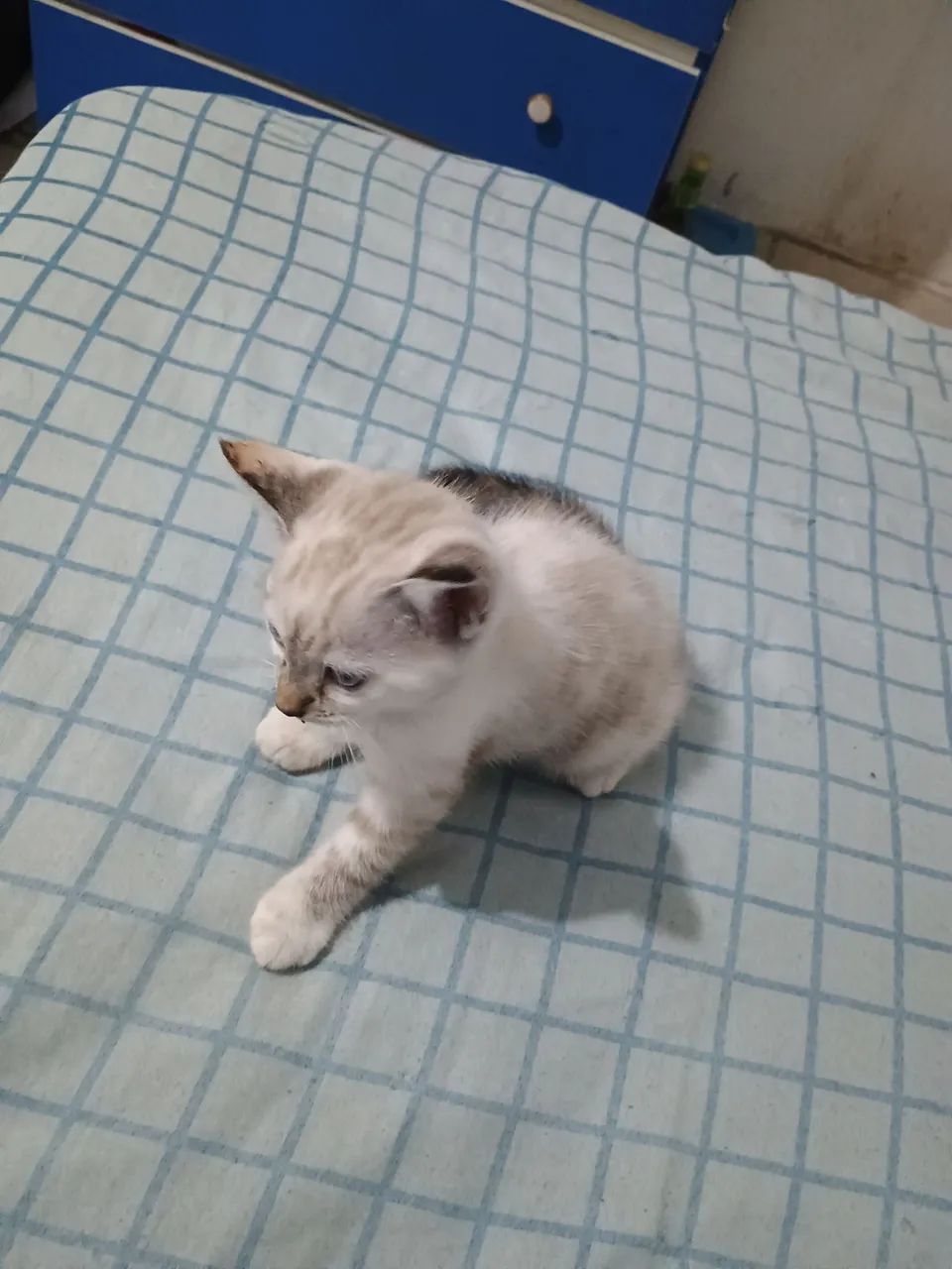 Filhote gato fêmea - Foto 2