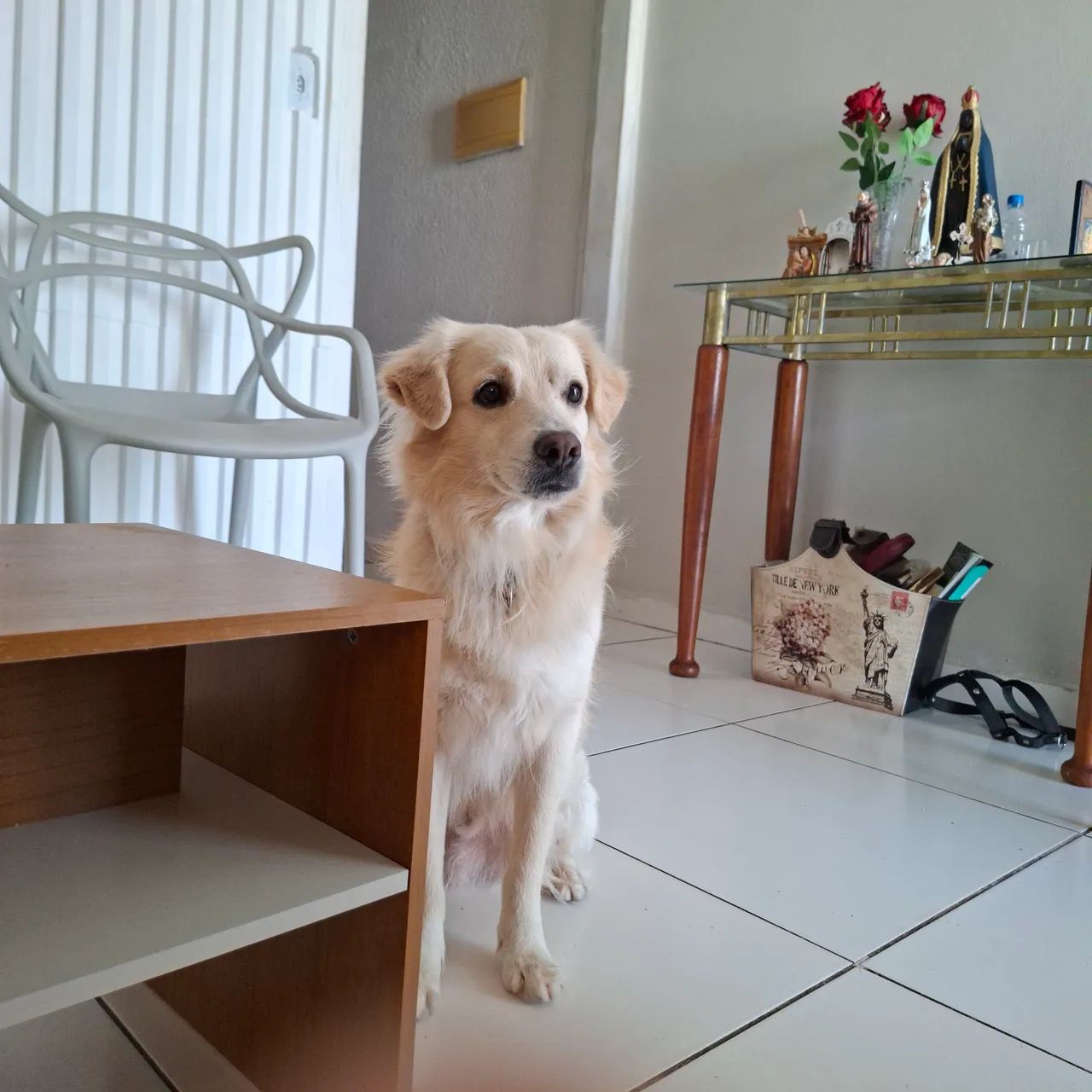 Cachorro de porte médio  - Foto 2