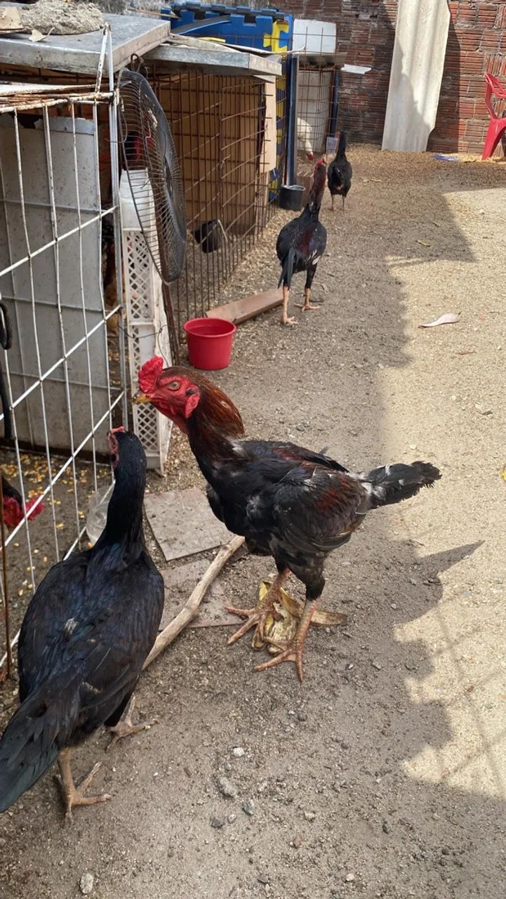 Galo de raça  - Foto 2