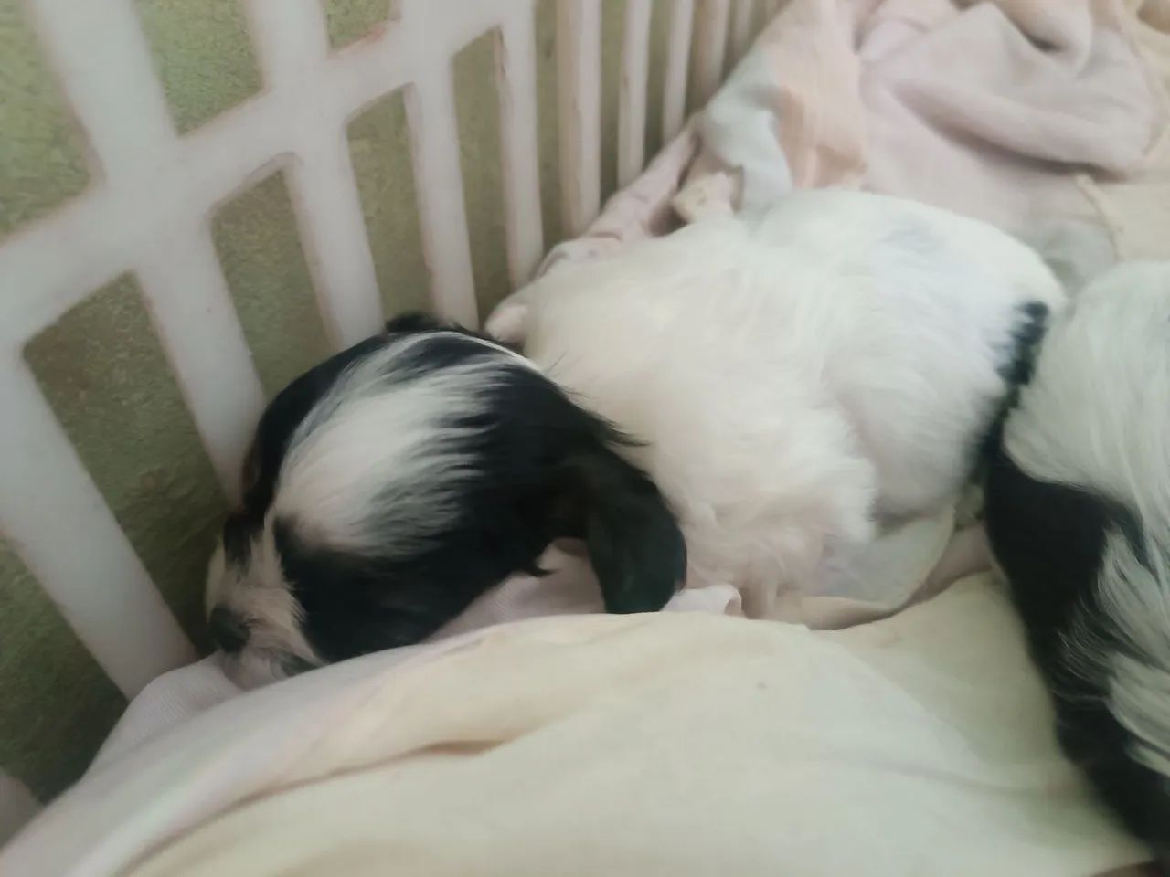 FILHOTES DE LHASA APSO - RESERVAS ABERTAS - Foto 5