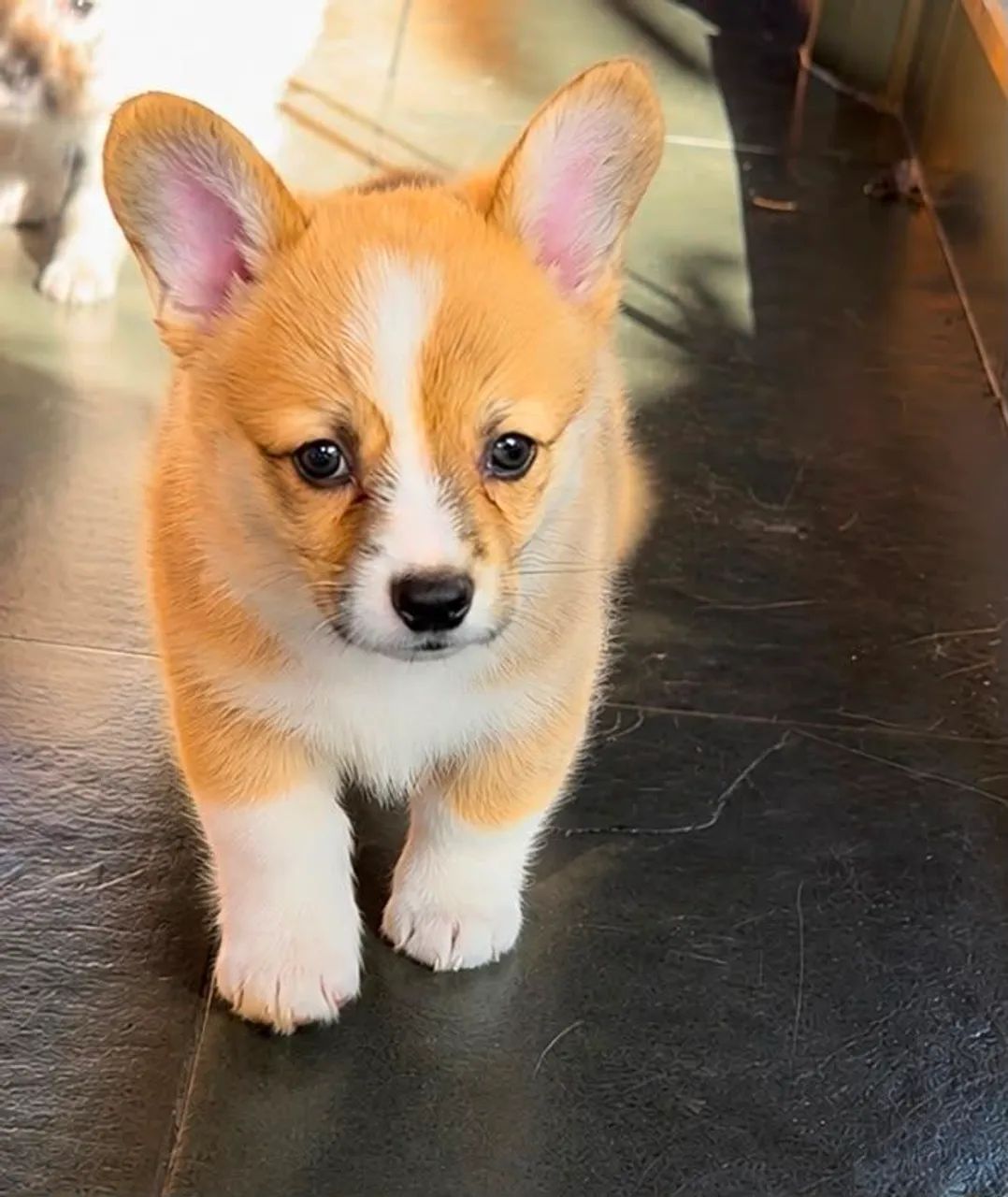 NINHADA DISPONÍVEL | CORGI  - Foto 2