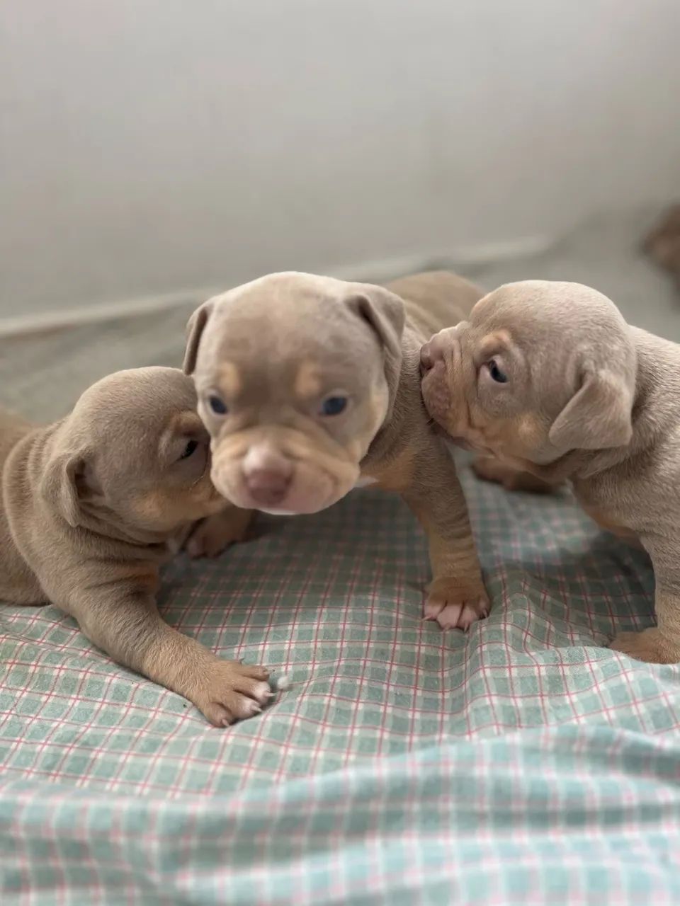 American Bully  - Foto 3