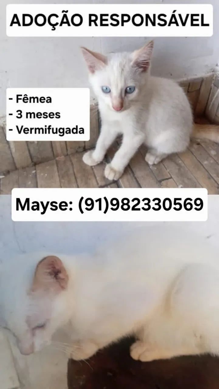 ADOÇÃO GATO - Foto 3