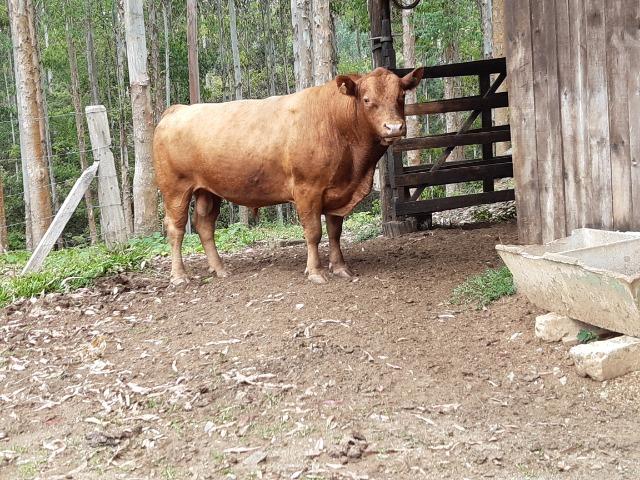 Touro red angus adulto