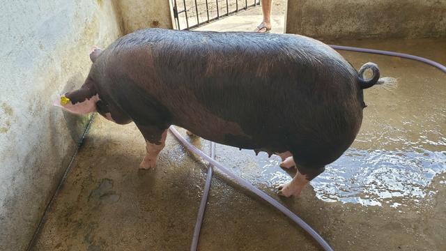 Vendo filhotes de porco e Porco para o abate - Foto 5
